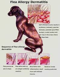 Their armpits, ears, tail, groin, tummy, back of neck and head. Protecting Dogs From Fleas And Ticks Australian Dog Lover