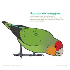 Image result for Mezoneuron angolense