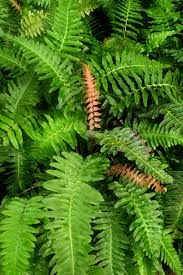 Image result for Blechnum punctulatum