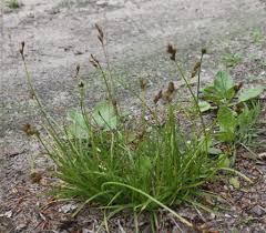 Image result for Carex leptosaccus