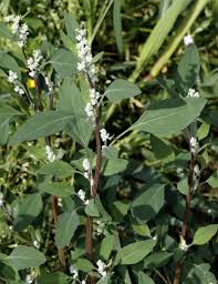 Image result for Chenopodium olukondae