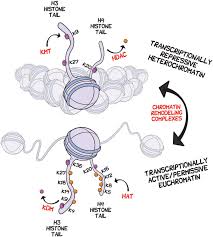 (a) the packaging of cellular dna into chromosomes and nucleosomes allows for several layers of epigenetic regulation. Post Translational Chemical Modifications Distinguish Between Chromatin Download Scientific Diagram