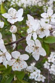 Flowering trees with small white flowers. The Spring Flowering Of Cherry The Small White Flowers One Of The First Flowers Of Fruit Trees In The Spring Stock Photo Picture And Royalty Free Image Image 78848748