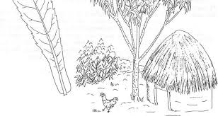 Image result for Solanecio mannii