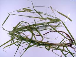 Image result for Sacciolepis indica