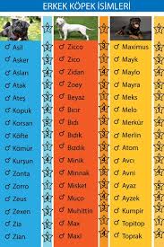 Kopek Turleri Kopek Wallpaper Kopekturleri Pinterest Te