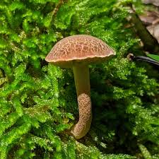 Image result for Xerocomellus diffractus