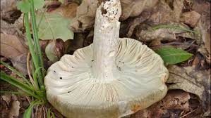 Image result for Russula polyphylla