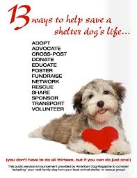 13 Ways To Help Save A Shelter Dog S Life Puppy Adoption American Dog Shelter Dogs