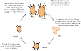 Image result for scabies transmission