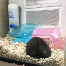 1694 boston rd, springfield, ma 01129, usa. Petco 82 Boston Rd