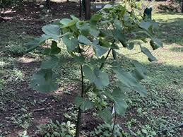 Image result for Hildegardia