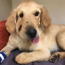 Все наши видео собак и змеи вместе: Todd The Golden Retriever Saves Owner From Rattlesnake Suffers Bite Himself In The Process