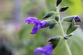 The flowers start appearing in may and hold until the first weeks of july. Salvia Costa Rican Blue Huon Perennials