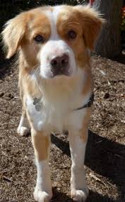 12 Unreal Golden Retriever Cross Breeds You Have To See To Believe In 2020 Golden Retriever Mix Border Collie Dog Breeds Dogs