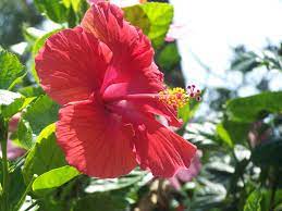 Hours may change under current circumstances Key West Flowers Hibiscus Native American Indians Flowers