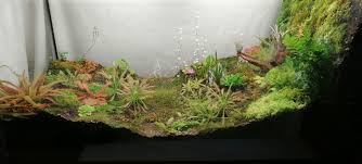 Planting carnivorous plants in a terrarium or greenhouse has a lot of benefits. Update On My Carnivorous Plants Terrarium Terrariums
