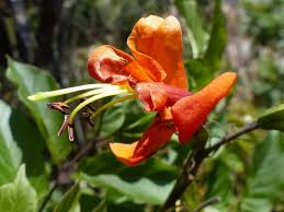 Image result for Tecomaria nyassae
