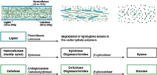 What are plant cell walls made up of in different types of plant cells? Schematic Overview Of The Composition Of Secondary Plant Cell Walls Of Download Scientific Diagram