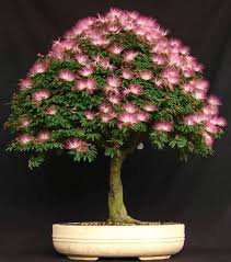 How Do Bonsai Tree Works Bonsai Tree Bonsai Flower Tree Seeds