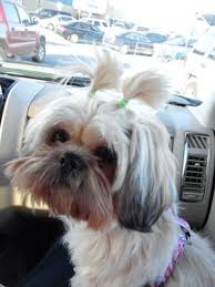 Scopri ricette, idee per la casa, consigli di stile e altre idee da provare. Paw Prints Day Care For Dogs 75 Jagged Rdg Shell Knob Mo Pet Grooming Mapquest