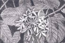 Image result for Landolphia owariensis