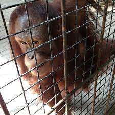 Whyte, meanwhile, says the authorities in indonesia care little for the wildlife, and the orangutans' only chance of survival is public. Photos At Mirah Fantasia Banyuwangi Jawa Timur