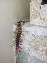 Xenesthis S Favorites Scary Animals Scary Weird Creatures