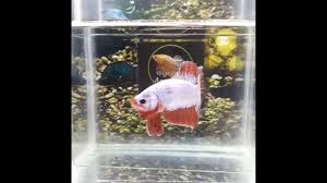 Ikan Cupang Hias Red Dragon Muantep Gas Full Di 2020 Ikan Cupang Ikan Hiasan