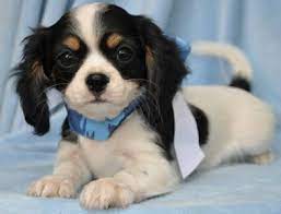 He may be a variety of colors, depending upon his direct parentage. Chilier Dog Cavalier King Charles Spaniel Chihuahua Mix Info Temperament Puppies Pictures