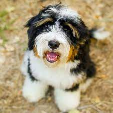 We will have standard bernedoodles, mini bernedoodles, tiny bernedoodles, teddy bear bernedoodles, and australian bernedoodles. Bernedoodle Breeders Puppies For Sale In California