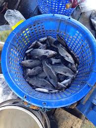Maybe you would like to learn more about one of these? Ratusan Ikan Kakap Badan Nasional Penanggulangan Bencana Facebook