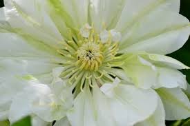 Image result for Clematis dolichopoda