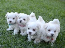 Maltese Puppies Photoshoot 5 Weeks The Real Sasha