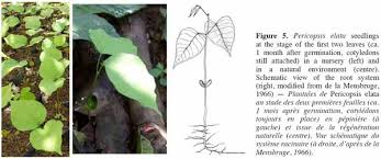 Image result for Pericopsis