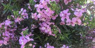 Maybe you would like to learn more about one of these? These Colorful Blooming Plants Can Be Found All Over Southern California From Desert To Forest Orange County Register