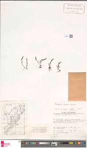 Image result for Lellingeria