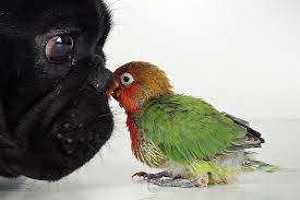 Birds You Can Have As Pets Your Dog Can Be Your Pet Bird S Best Friend Best Pet Birds Pet Birds Pets
