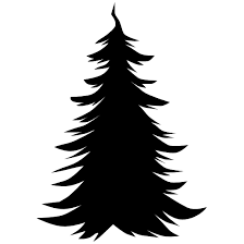 Pinus is the sole genus in the subfamily pinoideae. Old Pine Tree Sticker