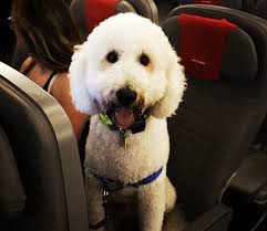 If your therapist is a licensed professional, such as a licensed clinical social worker, psychologist, psychiatrist, nurse or licensed counselor, they are if one of the therapists we work with determines you qualify for an emotional support animal, they can issue an esa letter that establishes you have. Here S Why There Will Be A Lot Fewer Animals On Planes Psychology Today