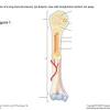 Anatomy of a long bone anna s anatomy websit. Https Encrypted Tbn0 Gstatic Com Images Q Tbn And9gcqqxniq2cjmieem93sjjwyoarrm0qsts Ziem1oafqi Pnlbtb8 Usqp Cau