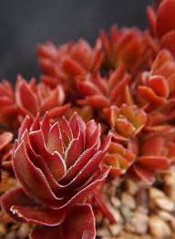 Image result for Crassula globularioides