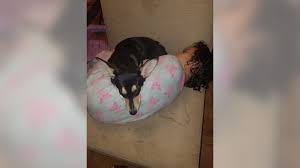 Pet alliance of greater orlando — 2727 conroy road in orlando; Texas Family S Missing Dog Accidentally Adopted Out By Shelter Not Likely To Be Returned Ktve Myarklamiss Com
