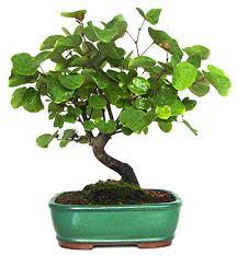 Care Guide For The Judas Tree Bonsai Tree Cercis Bonsai Empire