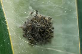 How do i get rid of black widow spiders in my yard? How To Kill Spider Eggs And Spiderlings 5 Natural Methods That Work