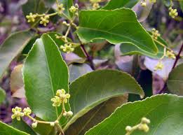 Image result for Hippocratea africana