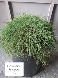 Image result for Casuarina glauca