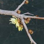 Image result for Hexalobus monopetalus