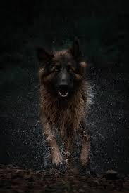 An intelligent and courageous working dog. Pin On Dog
