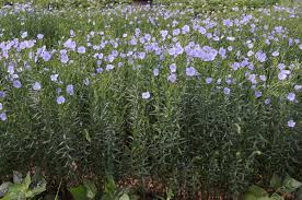 Image result for Linum usitatissimum